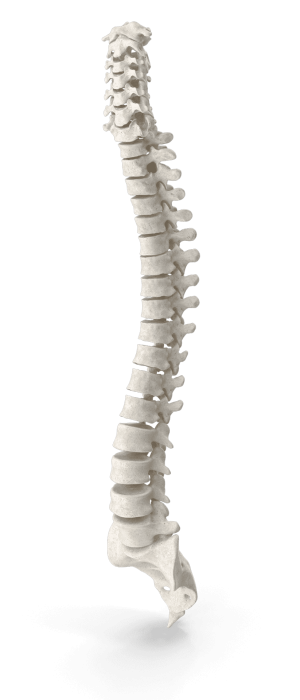 Human-Spine-2-BEEVEM3.png